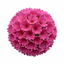 Set of 3 or 6 Primula Denticulata Deep Rose Hardy Perennial Plants, Spring Flowering, Outdoor Garden Ready, 1 Litre Root-Ball
