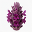 Set of 3 or 6 Stachys Byzantina ‘Lamb’s Ear’ Hardy Evergreen Perennial Plants, Low Maintenance, Border Garden Ready, 1 Litre Root-Ball
