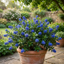 Ceanothus Yankee Point Plant (5L Pot)