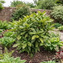 Aucuba Japonica Crotonifolia Gold Dust Spotted Laurel Plant (5L Pot)