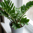 Zamioculcas Zamifolia ZZ Plants