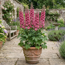 Delphinium Pixie Rose Rocket Plants