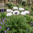 Papaver Orientale Royal Wedding Poppy Plants (Set of 3 or 6)