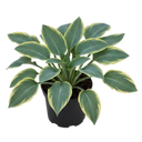 Hosta Tears from Heaven, 3 Litre Pots, Garden Ready