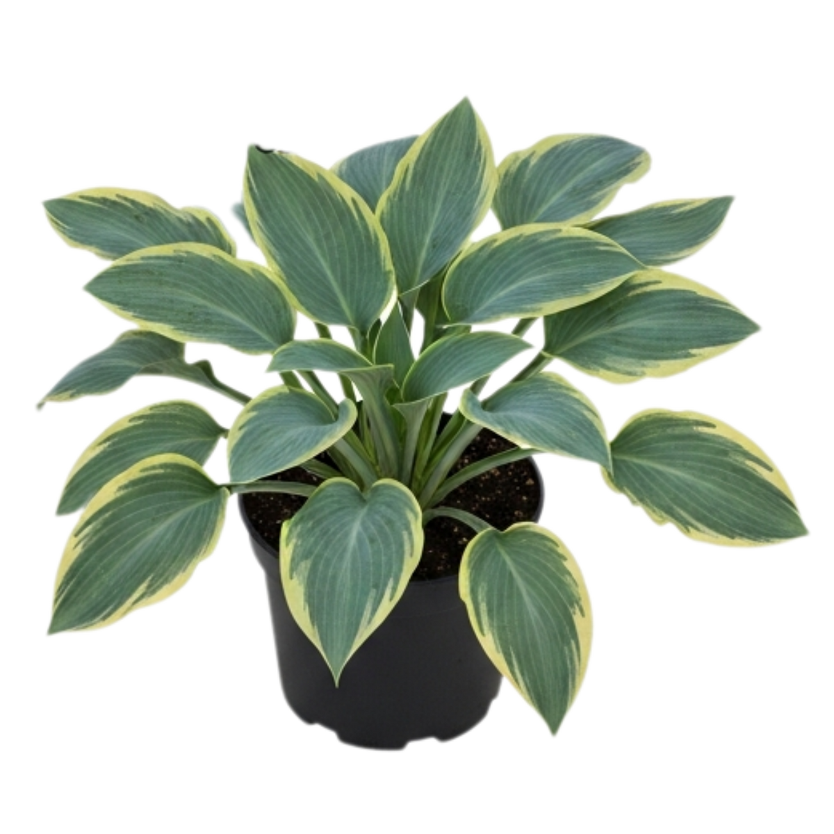 Hosta 'Tears from Heaven' (Plantain Lily) – Hardy Shade Perennial (3L Pot)