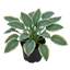 Hosta Tears from Heaven, 3 Litre Pots, Garden Ready