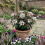 Set of 3 or 6 Viburnum Tinus Gwenllian Hardy Evergreen Flowering Shrub Plants, Winter Flowering Hedge, Outdoor Garden Ready, 11cm Root-Ball