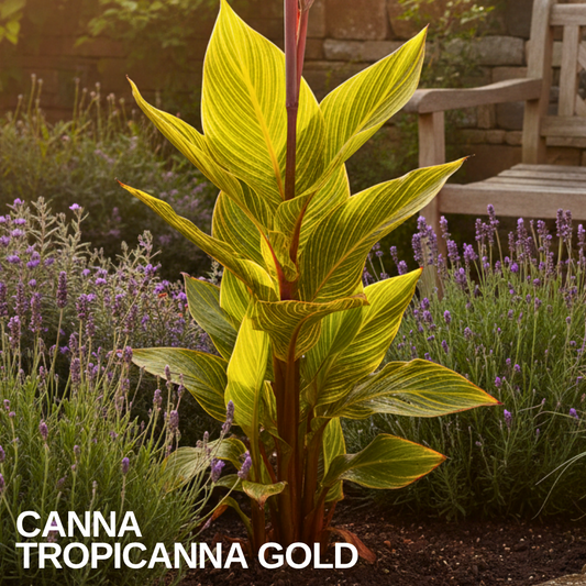 Upright canna with yellow-and-green pinstriped leaves on red stems, set against flowering lavender, caption text overlaid