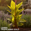 1 Canna Tropicanna Gold Plant, Hardy Tropical Perennial, Outdoor Garden Ready, 3 Litre Root Ball