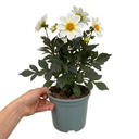 Dahlia Dahlegria White Plant (3L Pot)