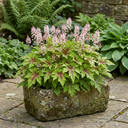 Tiarella Angel Wings Foam Flower Plants