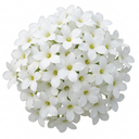 Saxifrage Marto White Mossy Alpine Plants (Set of 3 or 6)