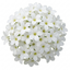 Set of 3 or 6 Saxifrage Marto White Mossy Alpine Plants, Hardy Evergreen Perennial Rockery Ground Cover, Outdoor Garden Ready, 1 Litre Root-Ball