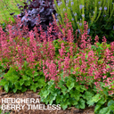 Heuchera Berry Timeless Plant (2L Pot)
