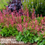 Heuchera Berry Timless