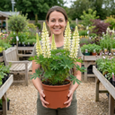 Lupin West Country Polar Princess Plant (3L Pot)