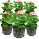 Pelargonium Toscana Dolce Vita Emma or Smart Lenja Plants (Set of 3 or 6)