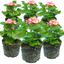 Set of 3 or 6 Large Plants-Garden Ready Pelargonium Toscana Dolce Vita Emma or Smart Lenja
