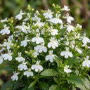 Lobelia Upright Sweet Springs White Plants (Set of 3 or 6)