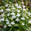 Set of 3 or 6 Lobelia Upright Sweet Springs White Flowering Plants, Summer Flowering Bedding, Garden Ready, 10.5cm Root Ball