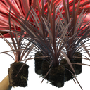 Cordyline Red Star Plant