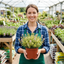 Set of 3 or 6 Thymus citriodorus ‘Doone Valley’ Thyme Herb Plants, Hardy Perennial Culinary Herb, Outdoor Garden Ready, 1 Litre Root-Ball