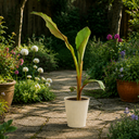 Banana Tree 3L (100–120 cm Tall)