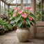 1 Anthurium Pink Flamingo Lily, Tropical Indoor Flowering Houseplant, Easy Care, 17cm Root Ball