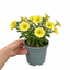 1 Large Plant - Petunia Rimarkable Hello Yellow, Outdoor Garden Ready, 2L Pot