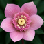 1 Large Plant - Hellebore Tutu, Ready to Plant in Your Garden, 2L Pot