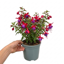 Fuchsia Tom Thumb Plants