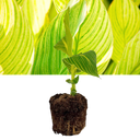 Canna Tropicanna Gold Plants