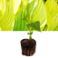 1 Canna Tropicanna Gold Plant, Hardy Tropical Perennial, Outdoor Garden Ready, 3 Litre Root Ball