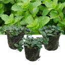 Peppermint Plant