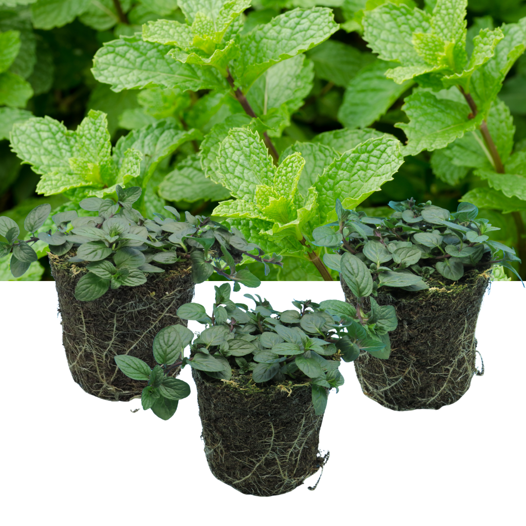 Peppermint (Mentha x piperita) – Hardy Perennial Herb (Set of 3 or 6)