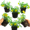 Calibrachoa Cabaret Diva Orange Plants (Set of 3)