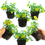 Set of 3 Large Plants - Calibrachoa Cabaret Diva Orange, Outdoor Garden Ready