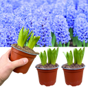 3 x 1 Litre Pots (9 Flowering Bulbs) Plant (1L Pot)