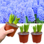 Light Blue Hyacinth Plants in Pots – 3 x 1 Litre Pots (9 Flowering Bulbs)