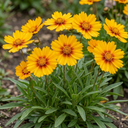 Coreopsis Uptick Gold Bronze Plants (Set of 3 or 6)