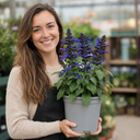 Salvia Sangoons Black & Bloom Plant (5L Pot)