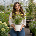 3Ltr Patio Rose Bush, Nursery Pots, Garden Ready