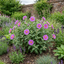 1 Cistus Thrive Rock Rose Plant, Hardy Evergreen Flowering Shrub, 3 Litre Root Ball