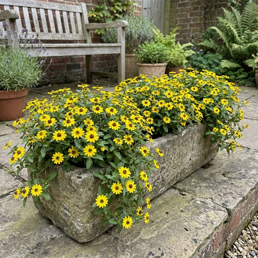 Stone trough planted with sanvitalia, smothered in small golden-yellow daisy flowers with dark centres