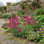 Set of 3 or 6 Large Plants - Arabis Barranca Deep Rose, Ready to Plant in Your Garden, 1L