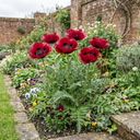 Papaver Orientale Beauty of Livermere Plants (Set of 3 or 6)
