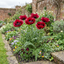 Set of 3 or 6 Papaver Orientale Beauty of Livermere Plants, Hardy Perennial Oriental Poppy, Outdoor Garden Ready, 1 Litre Root-Ball