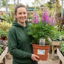 Lupin Persian Slipper Flower Plants