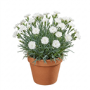 Cottage Pinks Dianthus Memories Plants