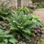 Set of 3 or 6 Cyrtomium Fortunei Holly Fern Plants, Hardy Evergreen Shade Loving Perennial Ferns, Outdoor Garden Ready, 1 Litre / 11cm Root-Ball